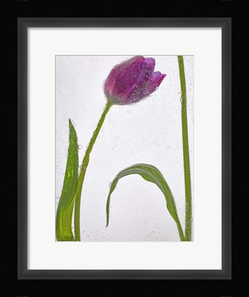 Framed Flores Congeladas 3 Print