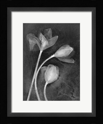 Framed 3 Tulipanes Print