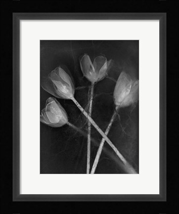 Framed 4 Tulipanes Print