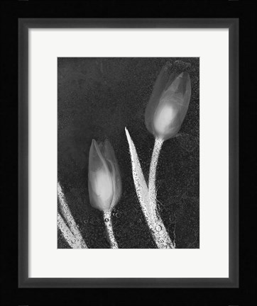 Framed Tulipanes Blancos 33 Print
