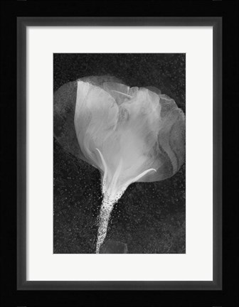 Framed Flowers On Ice BW Print