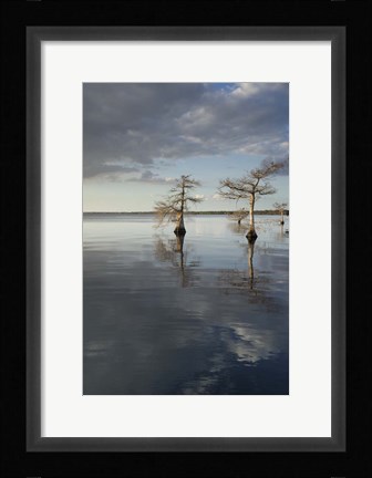 Framed Trees at Lake 3 Print