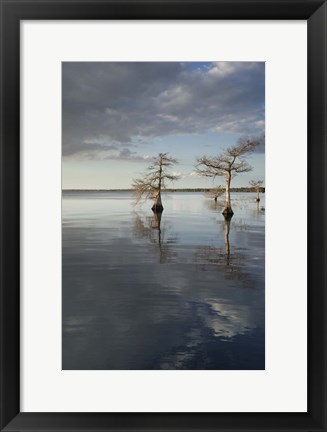 Framed Trees at Lake 3 Print