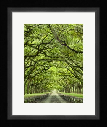 Framed Oaks Avenue 2 Print