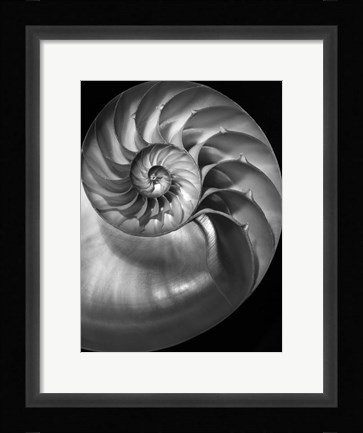 Framed Nautilus 3 2 Print