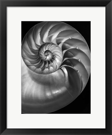Framed Nautilus 3 2 Print