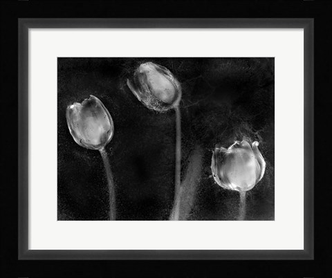 Framed Tulipanes Platino Print