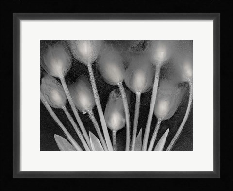Framed Ramo de Tulipanes Print