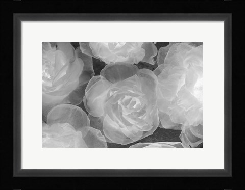Framed Rosas Blancas Print