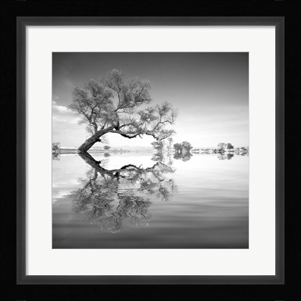 Framed Arbol en Agua 3 BN Print