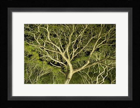 Framed Costa Rica Tree Color 2 Print