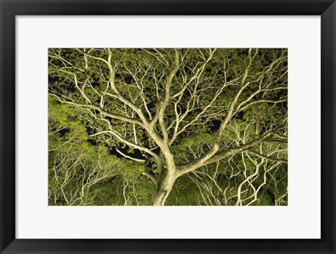 Framed Costa Rica Tree Color 2 Print