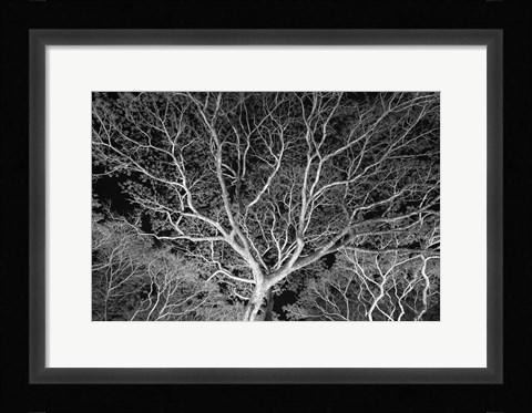 Framed Costa Rica Tree Print