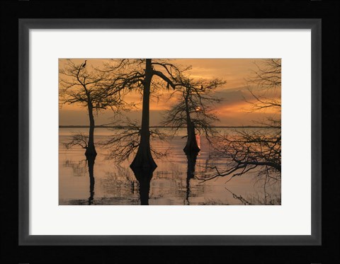 Framed Three Trees on Water Print