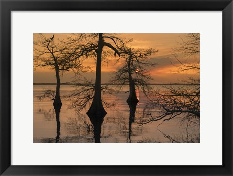 Framed Three Trees on Water Print