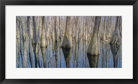 Framed Cypress Reflection Panoramic Print