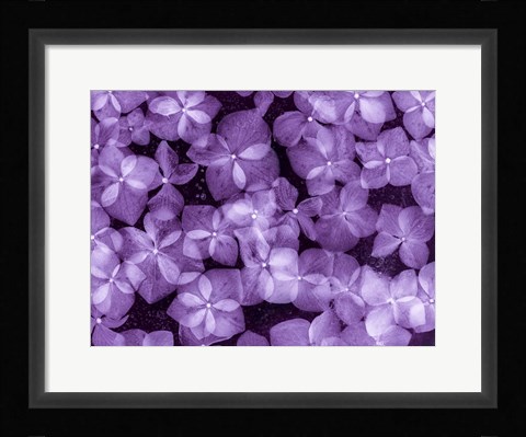 Framed Flores Congeladas 200 Print