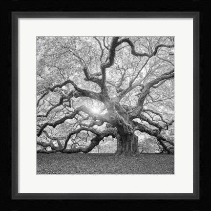 Framed Tree Square BW 2 Print