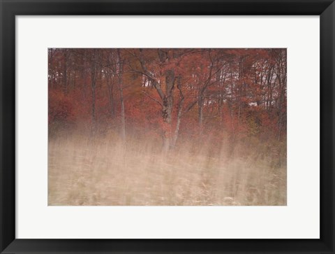 Framed Trees On Wind 2 Print