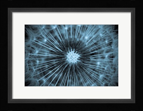 Framed Dandelion Print