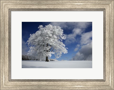 Framed White Windbuche In Black Forest Print