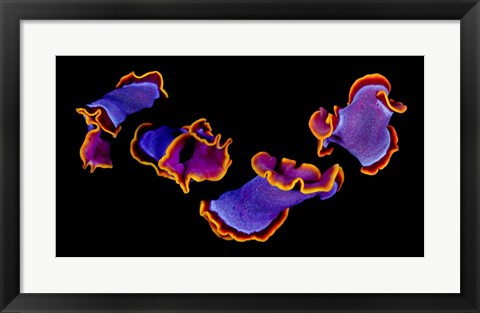 Framed Flamenco Print