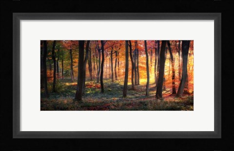 Framed Autumn Woodland Sunrise Print