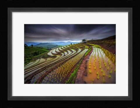 Framed Unseen Rice Field Print