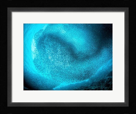 Framed Schooling Sardines Print