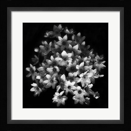 Framed Early Sensation Print