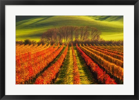 Framed Vine-Growing Print