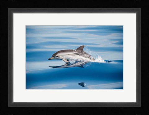 Framed Striped Dolphin Print
