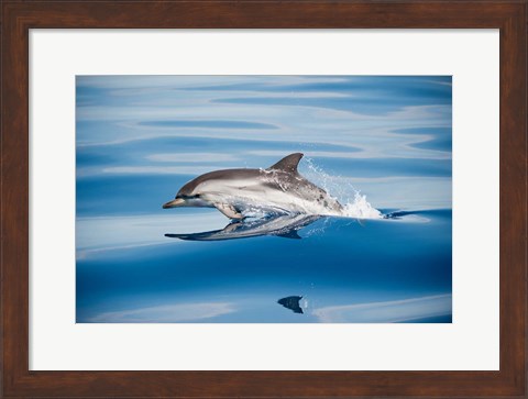Framed Striped Dolphin Print