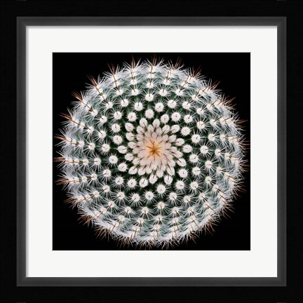 Framed Notocactus Scopa Print