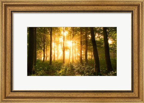 Framed Light In the Forest Print