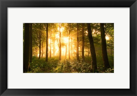 Framed Light In the Forest Print