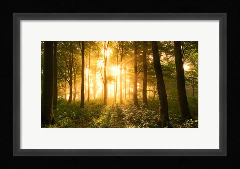 Framed Light In the Forest Print