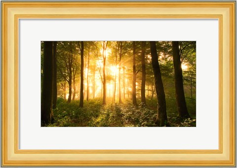 Framed Light In the Forest Print