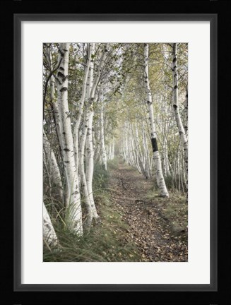 Framed Birch Trail Print