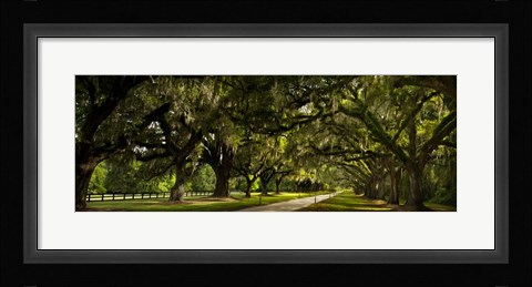 Framed Southern Canopy Print