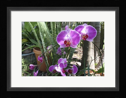 Framed Laurie's Garden Print