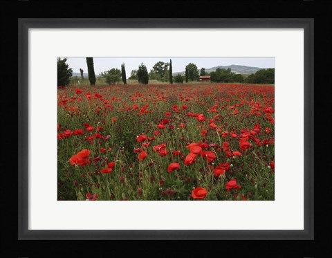 Framed Tuscan Poppies 1 Print