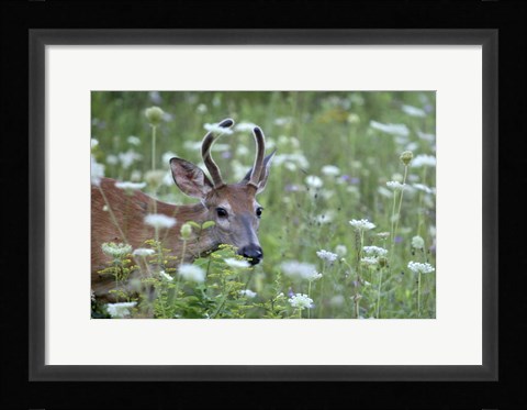 Framed Young Buck Print