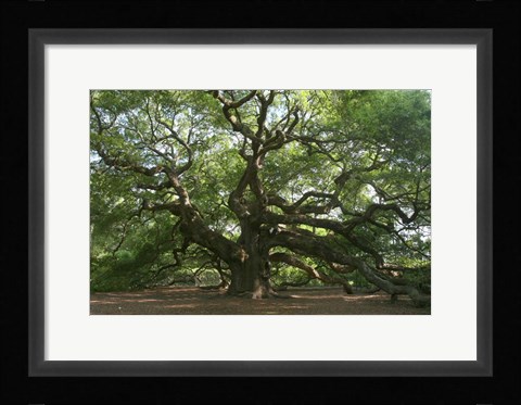 Framed Angel Oak 9098 Print