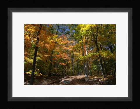 Framed Autumn Clearing Print
