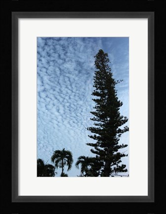 Framed Cedar Palm Sky Vertical Print