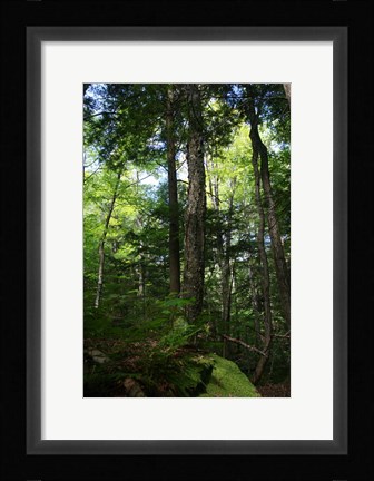 Framed Green Forest Vertical Print
