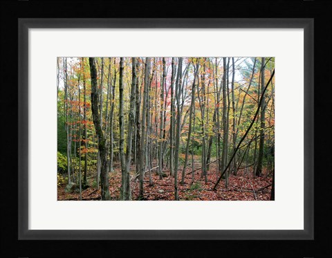 Framed Grey Tree Stand Autumn Print