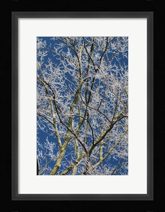 Framed Ice Storm Branches Print