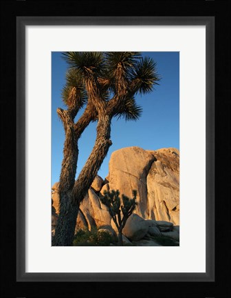 Framed Joshua Tree Vertical Print